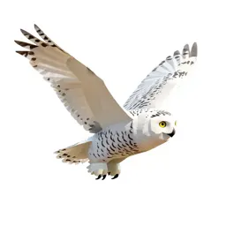 Snowy owl in flight