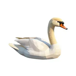 Swan gliding