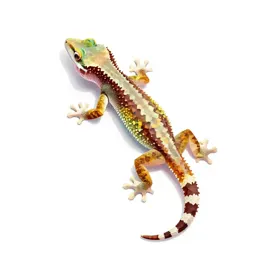 Gecko on glass