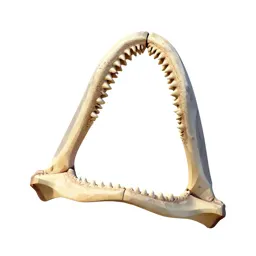 Megalodon jaw
