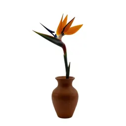 Bird of paradise flower