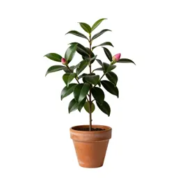 Camellia bloom