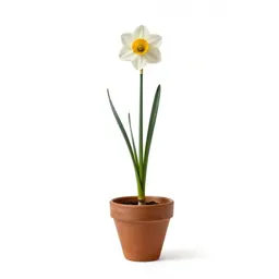 Daffodil