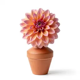 Dahlia with tight petals