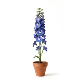 Delphinium stem