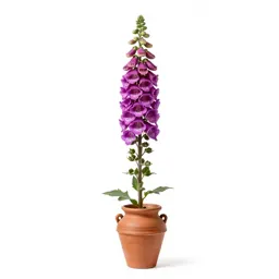 Foxglove spire