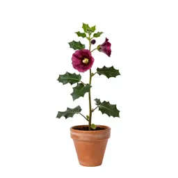 Hollyhock