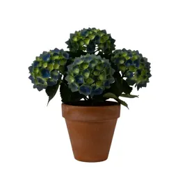 Hydrangea head