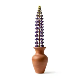 Lupin spike