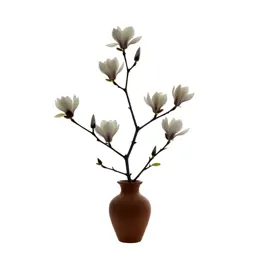 Magnolia flower