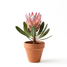 Protea bloom