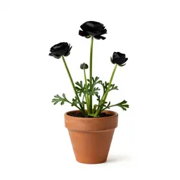 Ranunculus
