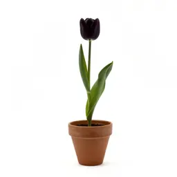 Tulip