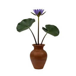 Water lily