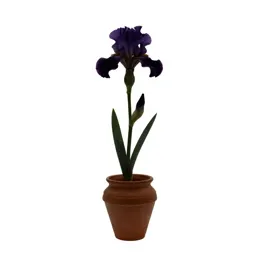 Iris