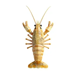 Brine shrimp