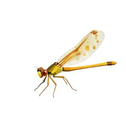 Damselfly