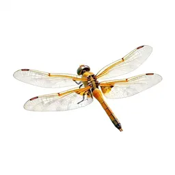 Dragonfly with veined wings