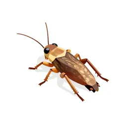 Field cricket