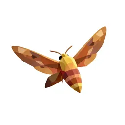 Hawk moth in flight
