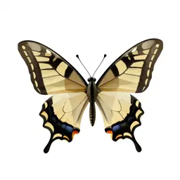 Swallowtail butterfly