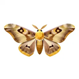 Atlas moth
