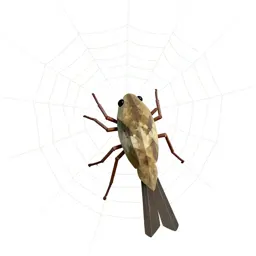 Orb weaver on its web