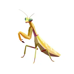 Orchid mantis