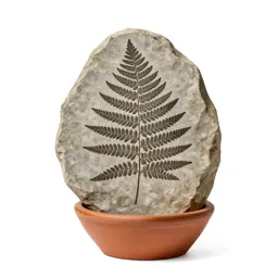 Fern fossil in shale