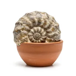 Fossilised ammonite
