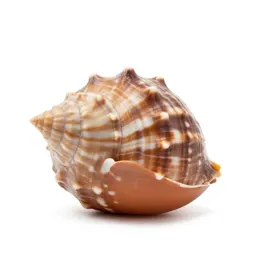Nautilus shell