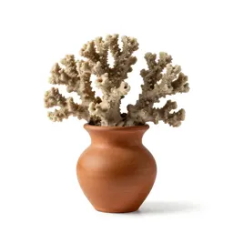 Piece of coral