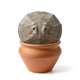 Sand dollar