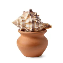 Scallop shell