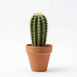Barrel cactus