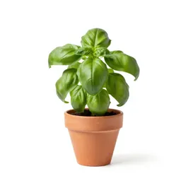 Basil plant