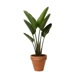 Bird of paradise plant