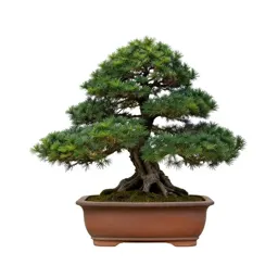 Bonsai juniper