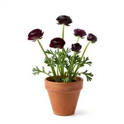 Bunch of ranunculus