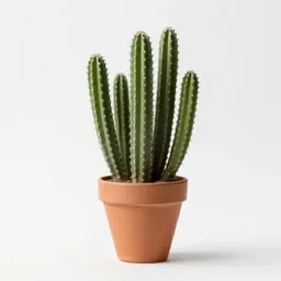 Cactus cluster in terracotta
