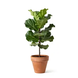 Fiddle leaf fig