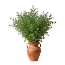 Flax bush