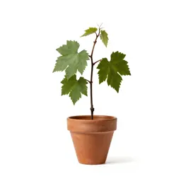 Grape vine cutting