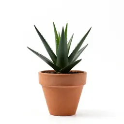 Jade plant