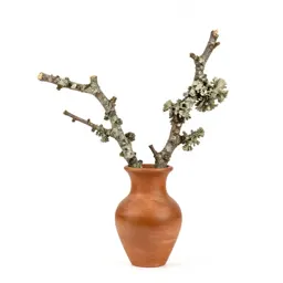 Lichen-covered twig