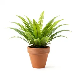 Maidenhair fern