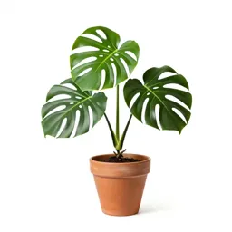 Monstera deliciosa in a pot