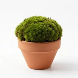 Moss ball
