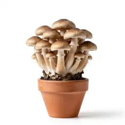 Mushroom cluster on bark