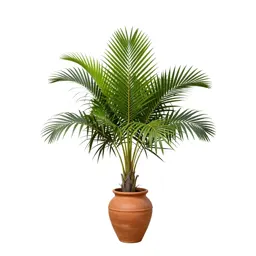 Nikau palm frond